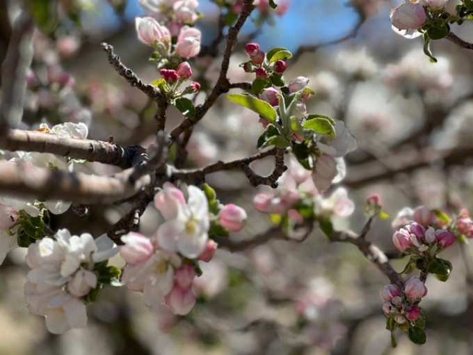 A close up of some pink flowers on a tree